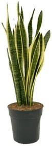 Sansevieria laurentii 21x80 cm