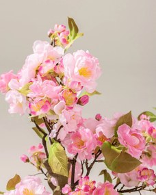 Kvitnúca Sakura Pink v kvetináči 50 cm