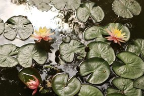 Fototapeta lotosový kvet v záhrade - 300x200