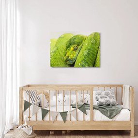 Sklenený obraz hada (70x50 cm)