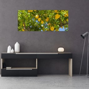Obraz - Citrónovník (120x50 cm)