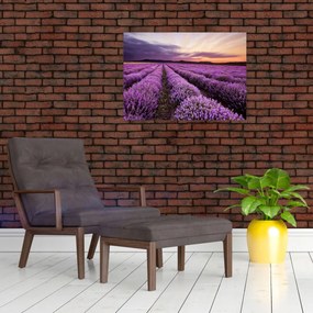 Obraz - Levanduľové pole pri západe slnka (70x50 cm)