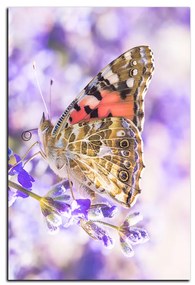 Obraz na plátne - Motýľ na levandule - obdĺžnik 7221A (90x60 cm  )
