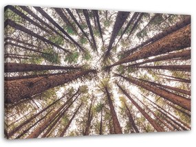 Gario Obraz na plátne Vysoké borovice Rozmery: 60 x 40 cm