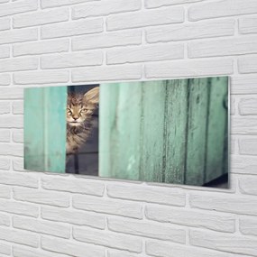 Obraz na akrylátovom skle Zaglądający cat 120x60 cm