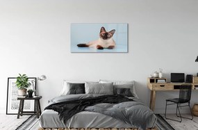 Sklenený obraz ležiace mačka 125x50 cm