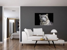 Obraz - Leopard snežný (90x60 cm)