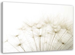 Obraz na plátně Pampeliška Příroda Béžová - 90x60 cm
