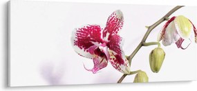 Obraz kvetu orchidey (120x50 cm)