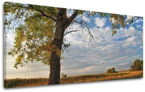 Obraz na stenu PANORÁMA STROMY | rôzne rozmery