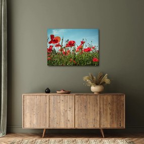 Obraz - Na poli vlčích makov (70x50 cm)