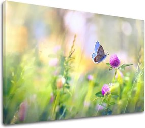 Obraz na stenu FAREBNÉ KVETY_161-11