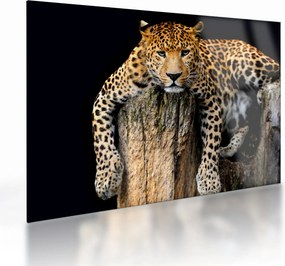 Sklenený obraz - Gepard (70x50 cm)