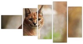 Rys ostrovid - obraz