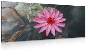 Obraz očarujúci lotosový kvet - 100x50