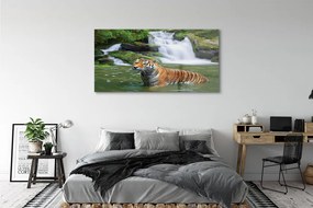 Obraz na akrylátovom skle Tiger vodopád 140x70 cm