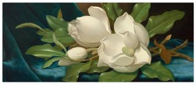 Obraz - Martin Johnson Heade, Giant Magnolias on a Blue Velvet Cloth, reprodukcia (120x50 cm)