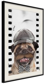 Artgeist Plagát - Pug In Hat [Poster] Veľkosť: 30x45, Verzia: Čierny rám s passe-partout