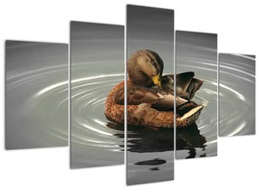 Obraz - kačice vo vode