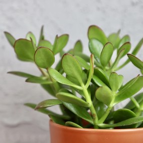 Crassula ovata