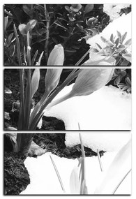 Obraz na plátne - Skoré jarné kvetiny - obdĺžnik 7242QB (120x80 cm)