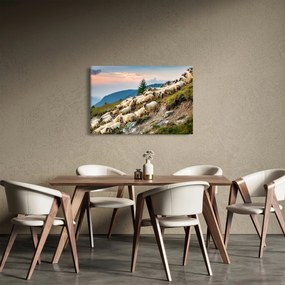 Obraz - Stádo oviec (90x60 cm)