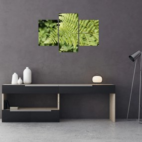 Obraz - Papradinový list (90x60 cm)