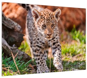 Obraz malého geparda (70x50 cm)