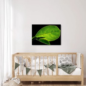 Obraz - zelený list (70x50 cm)