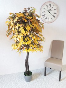 Fikus jesenný- 180cm