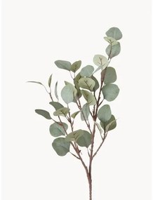 Dekoratívna vetva Eukalyptus