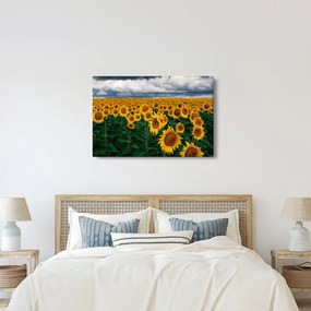 Obraz slnečnicového poľa (90x60 cm)