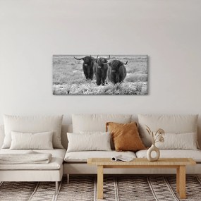 Obraz - Škótske kravy (120x50 cm)