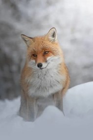 Fotografia Portrait of red fox standing on snow covered land, marco vancini / 500px, (26.7 x 40 cm)