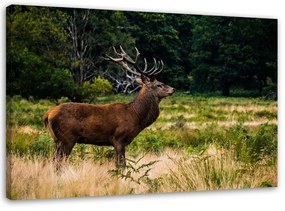 Obraz na plátně Jelen v lese Příroda - 120x80 cm