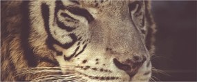 Obraz tigra (120x50 cm)