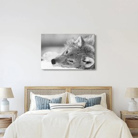 Obraz - Vlk, čiernobiela (90x60 cm)