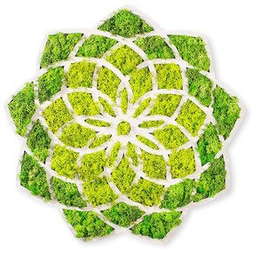 Nástenná MDF dekorácia Sedmokráska zelená