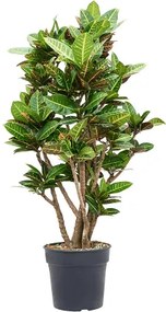 Croton (Codiaeum) variegatum Petra 30x130 cm