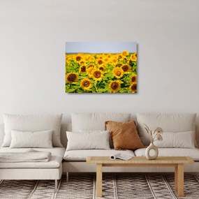 Sklenený obraz - Slnečnica (70x50 cm)