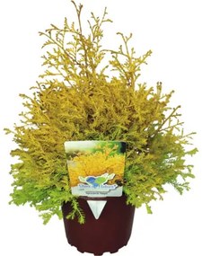 Tuja západná FloraSelf Thuja occidentalis 'Rheingold' výška 20-30 cm kvetináč 2 l