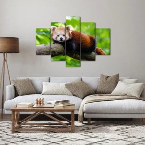 Obraz pandy červenej (150x105 cm)