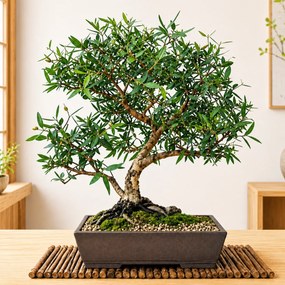 Semienka bonsaje - Eukalyptus citrónový - 20 ks