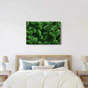 Obraz - Vetvičky ihličnanu (90x60 cm)