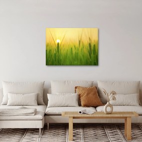 Obraz - Pole s obilím (70x50 cm)