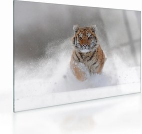 Sklenený obraz bežiaceho tigra v snehu (70x50 cm)
