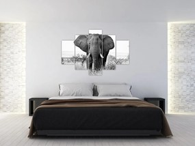 Obraz - Slon africký II. (150x105 cm)