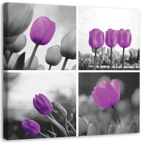 Obraz na plátně Sada fialových tulipánů - 50x50 cm