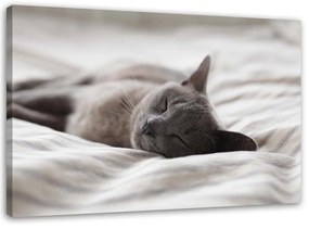 Obraz na plátně Kočky Zvířata Grey - 100x70 cm