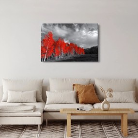 Obraz - Stromy vo farbe jesene (90x60 cm)